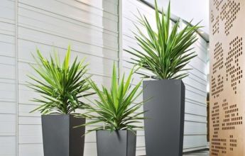 A_SQA_SQ40_SQ30_anth_Yucca.jpg