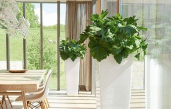 A_SQA_2_w_Philodendron_selloum.jpg