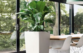 A_SQ50_w_Spathiphyllum.jpg