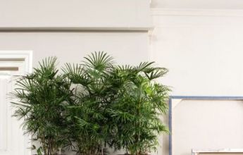 A_SQA_3_tp_Rhapis humilis.jpg