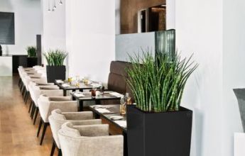 A_SQA_sw_Sansevieria_fernwood.jpg