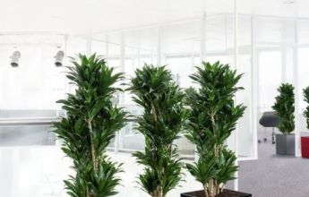 A_SQC_40_3_sw_Dracaena.jpg