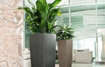 A_SQA_2_anth_tp_Aspidistria_elatior_Aglaonema_v2.jpg