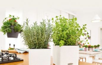 A_TRD_SQP14_16_2_w_Rosmarin_Oregano_B2B.jpg