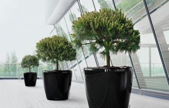 A_D70_3_sw_Pinus_nigra.jpg