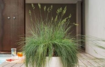A_SQP35_LS_w_Festuca_glauca_HK.jpg