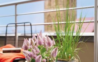 A_PUR20_2_sgr_Ptilotus_Gras_BLOOMs.jpg