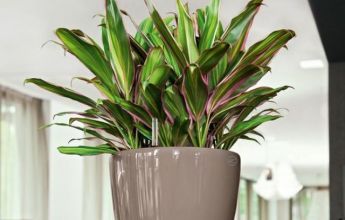A_D28_LS_tp_Cordyline_fruticosa.jpg
