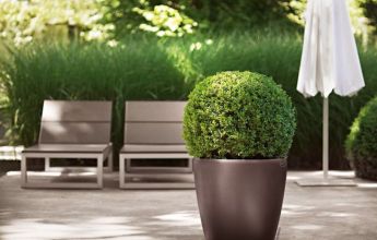 A_D43_esp_Buxus_Beipack.jpg