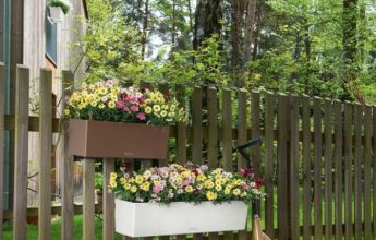 A_TRD_BLC50_2_w_mus_argyranthemum_daisy.jpg