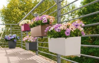 A_TRD_BLC50_80_4_Family_Osteospermum_Petunia_x.jpg
