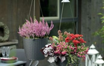 A_ND_CTG_gra_BLOOMS_Herbst_2016.jpg