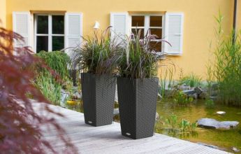 A_SQ_CTG30_2_gra_Pennisetum.jpg