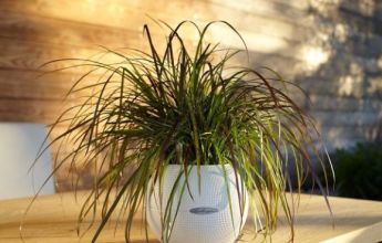 A_PUR20_w_Pennisetum setaceum_Rubrum.jpg