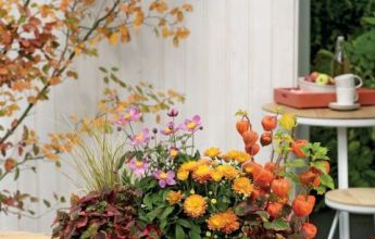 A_TRD_BLC50_w_BLOOMS_Herbst_2016.jpg