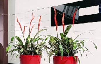 A_D43_LS_2_srot_Vriesea_splendens.jpg