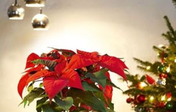 A_SQP14_srot_Xmas_2016.jpg