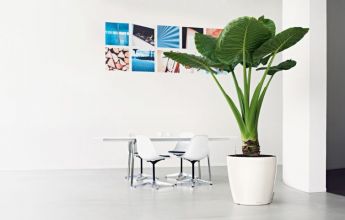 A_D50_w_Alocasia_v1.jpg