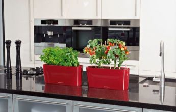 A_TDR20_srot_Petersilie_Basilicum_Tomate.jpg