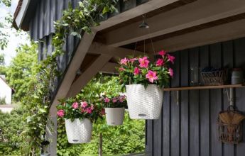 A_ND_CTG_3_w_Dipladenia.jpg