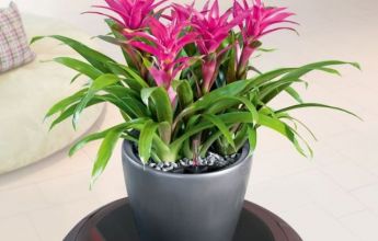 A_D35_LS_anth_Guzmania_2.jpg