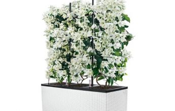 FP_TRI_CTG30_w_Bougainvillea_white.jpg