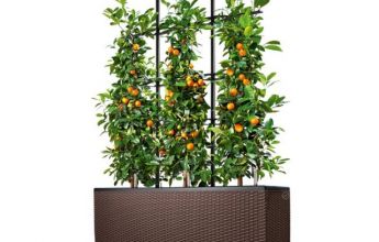 FP_TRI_CTG30_mok_Orange.jpg